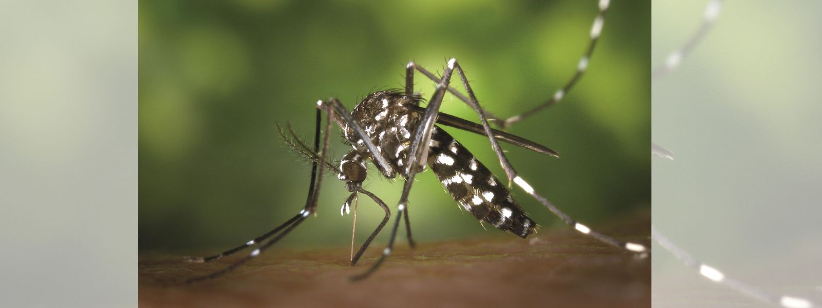 Mosquito breeding grounds within schools